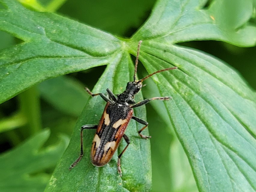 Rhagium bifasciatum - kétcsíkos tövisescincér