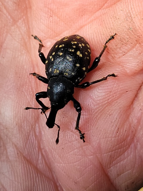 Liparus germanus - német acsalapuormányos