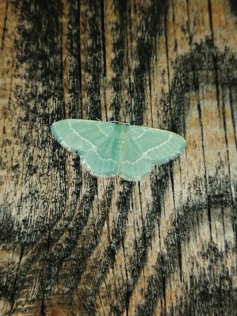 Chlorissa viridata - üdezöld araszoló