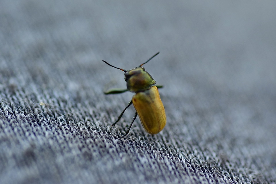 Labidostomis Labidostomis