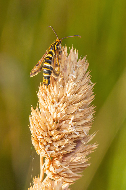 Sesiidae - szitkárfélék
