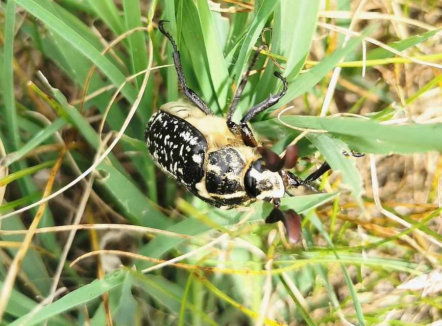 Polyphylla fullo - csapó cserebogár