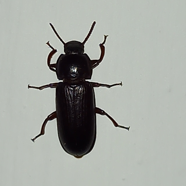 Tenebrio molitor - közönséges lisztbogár