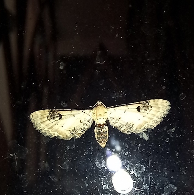 Eupithecia centaureata - búzavirág-törpearaszoló