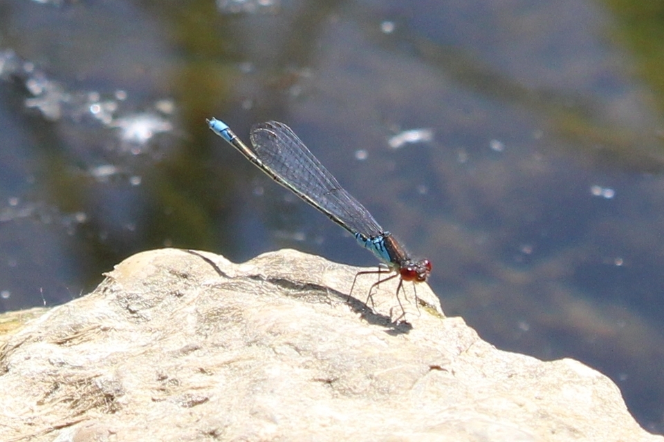 Erythromma viridulum - kis pirosszemű-légivadász