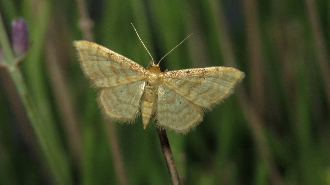 Idaea fuscovenosa - szürkeszélű apróaraszoló
