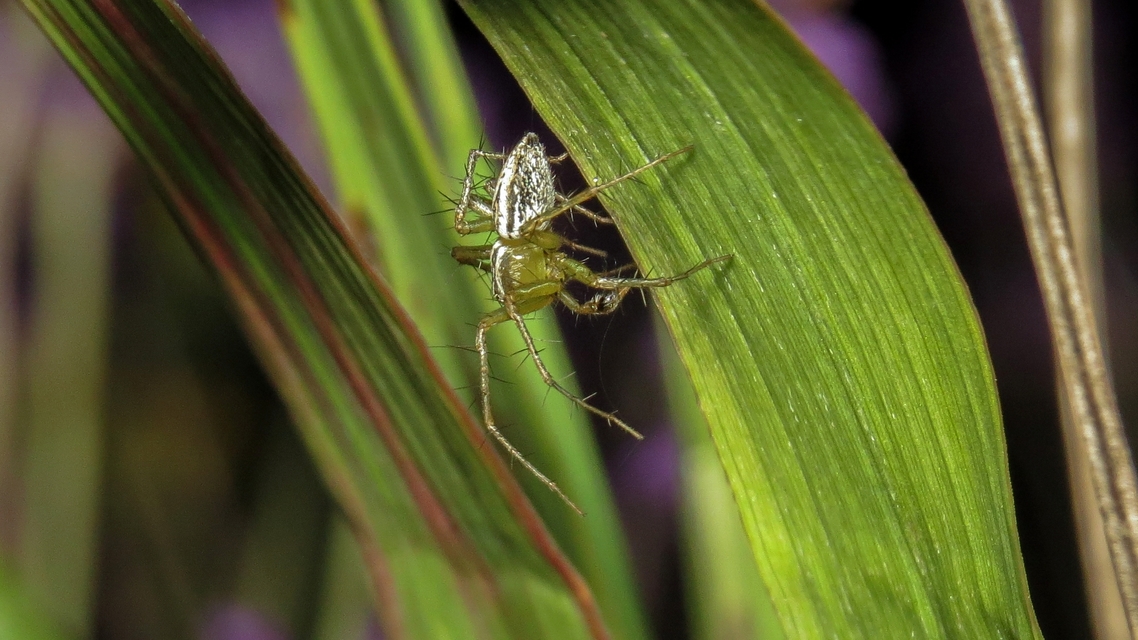 Oxyopes lineatus