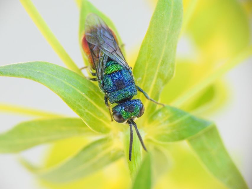 Chrysis scutellaris - aranypajzsú fémdarázs