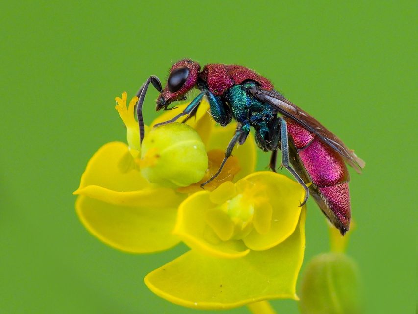Chrysura cuprea - rézvörös fémdarázs