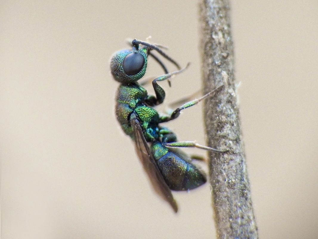 Hedychridium monochroum