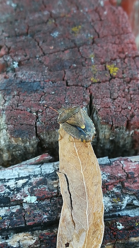Heteroptera - Poloskák