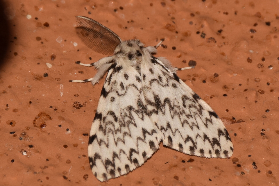Lymantria monacha - apácalepke