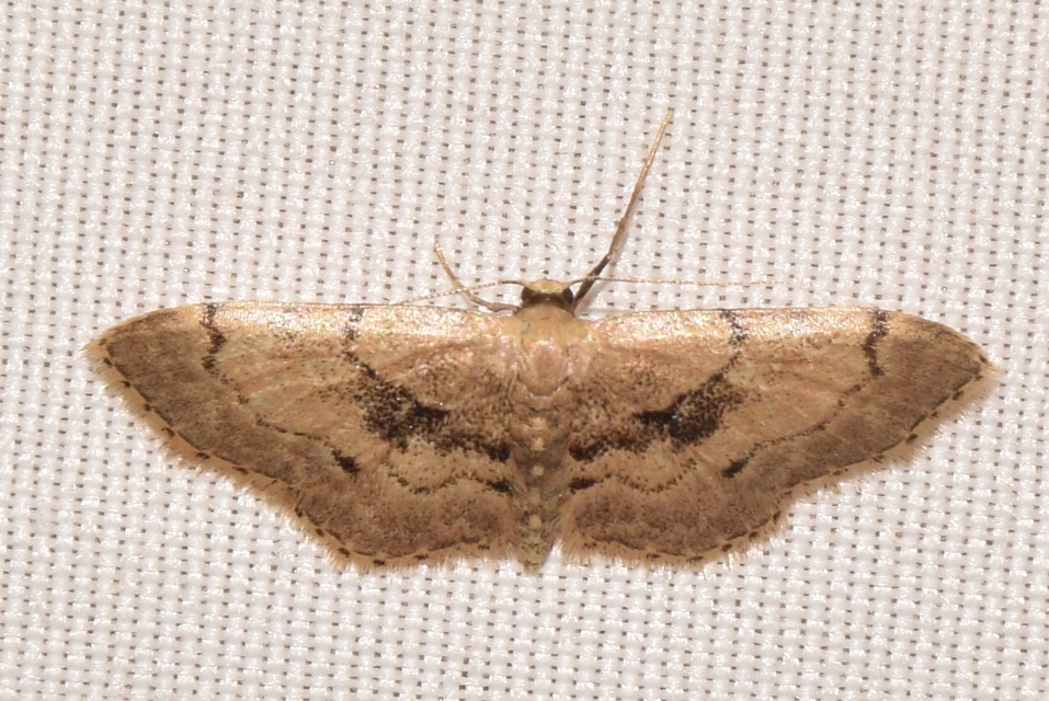 Idaea laevigata - sötétfoltos apróaraszoló