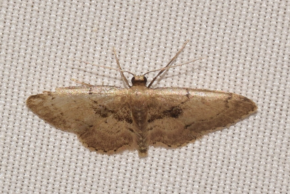 Idaea laevigata - sötétfoltos apróaraszoló