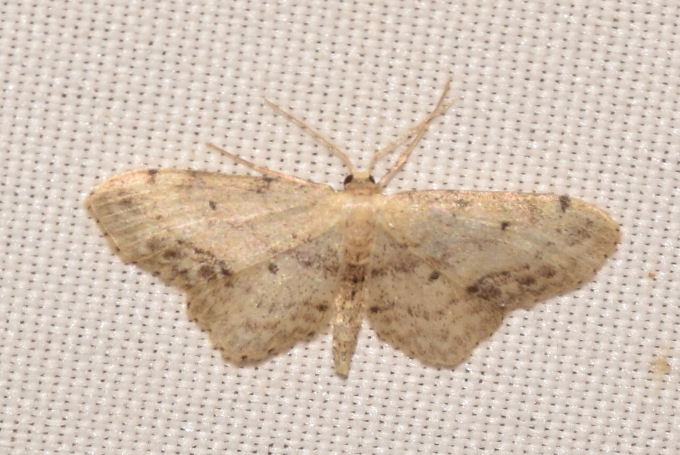 Idaea dimidiata - gyakori apróaraszoló