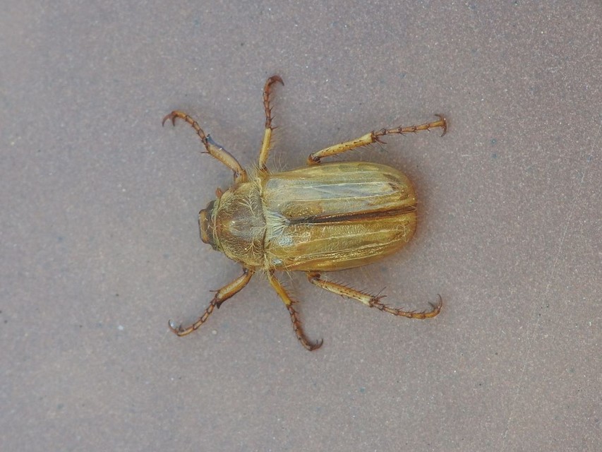 Amphimallon solstitiale - bordás sárgacserebogár