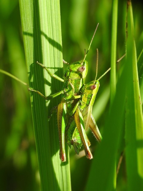 Euthystira brachyptera - smaragdzöld sáska