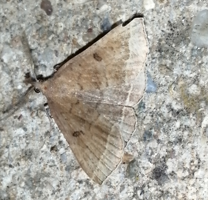 Pechipogo plumigeralis - tollascsápú karcsúbagoly