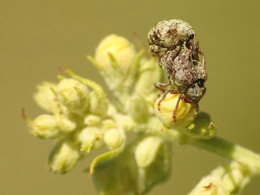 Cionus thapsus - kis ökörfarkkóró-gömbormányos