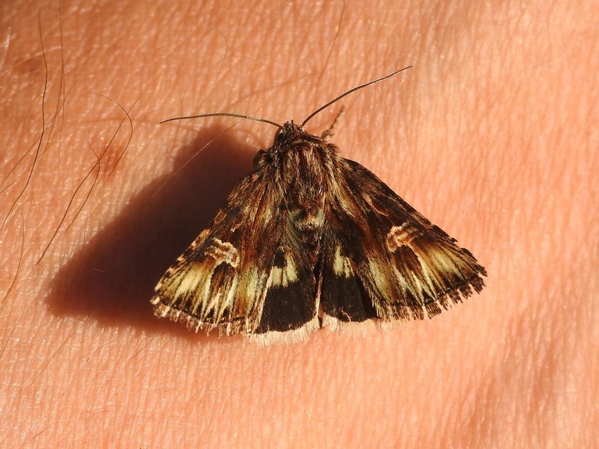 Actinotia radiosa - kis sugarasbagoly