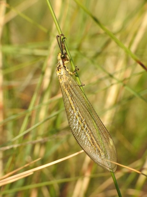 Myrmecaelurus trigrammus - hangyafarkas