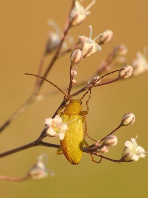 Cteniopus sulphureus - közönséges kénbogár