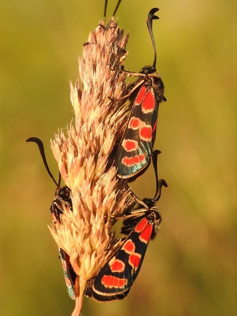 Zygaena carniolica - fehérgyűrűs csüngőlepke