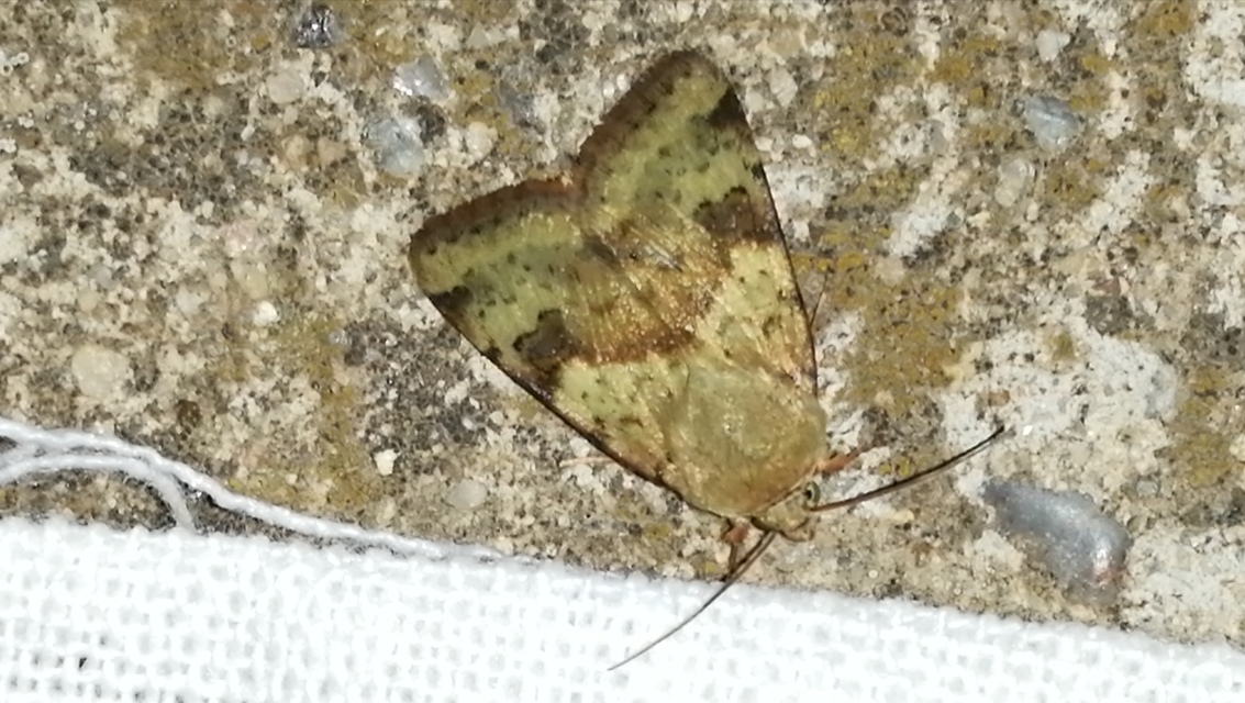 Heliothis viriplaca - mácsonyabagoly
