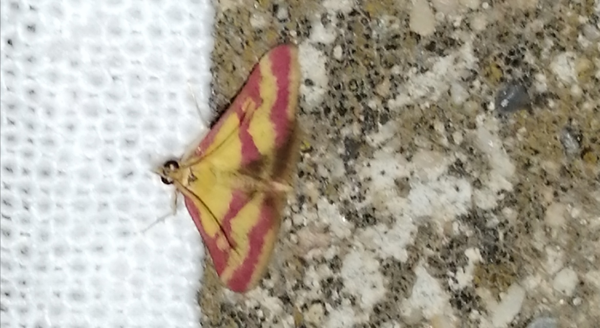 Pyrausta sanguinalis/virginalis