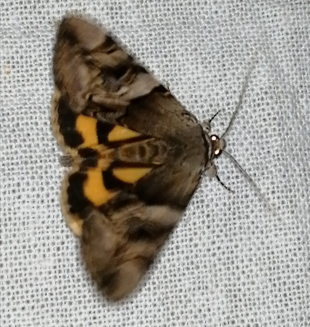 Catocala fulminea - galagonya-övesbagoly