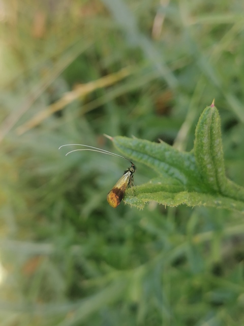 Nemophora