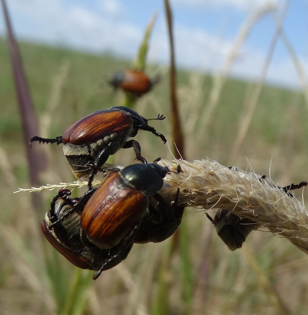Anisoplia austriaca - osztrák szipoly