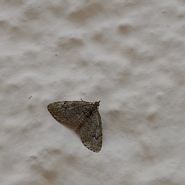 Chloroclystis v-ata - zöldes törpearaszoló