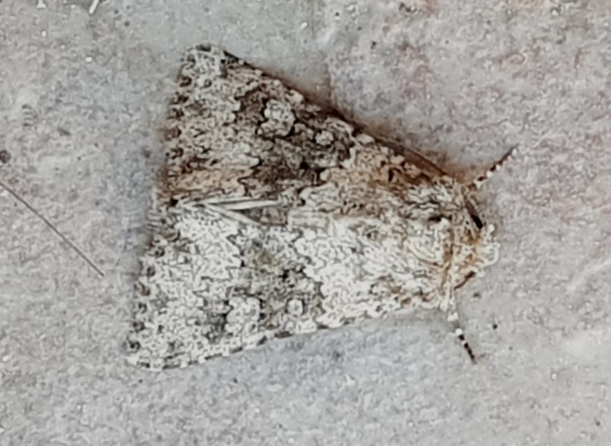 Hecatera dysodea - parajbagoly