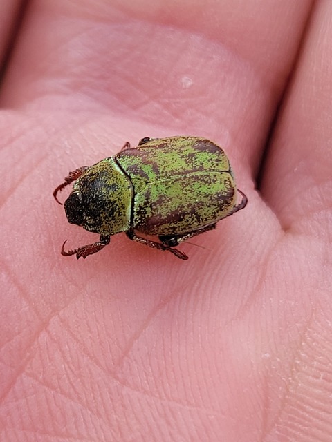 Hoplia argentea - ezüstös virágcserebogár