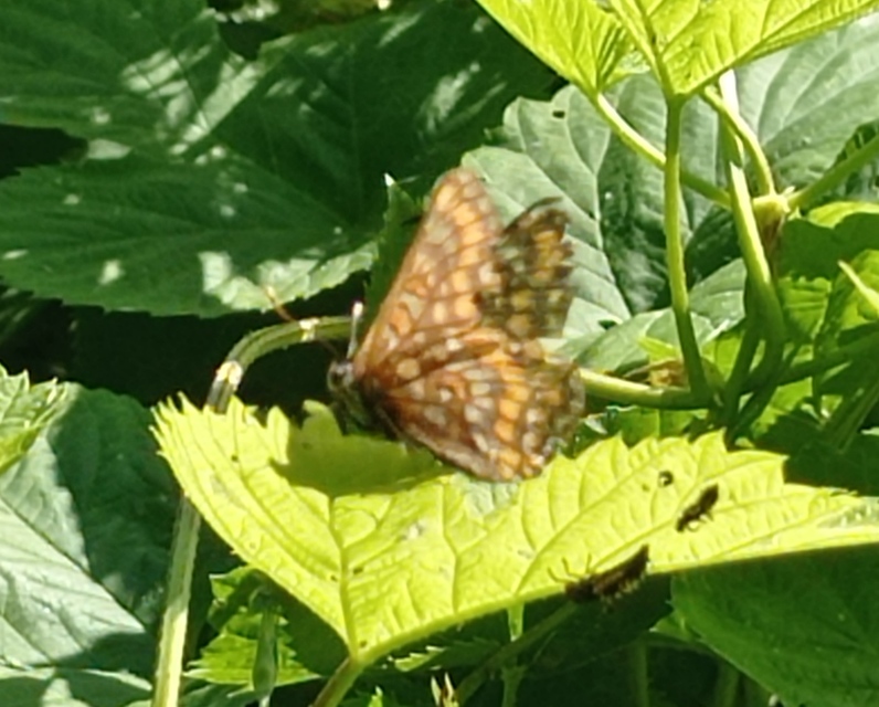 Euphydryas maturna - díszes tarkalepke