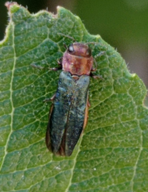Agrilus viridis - változékony karcsúdíszbogár
