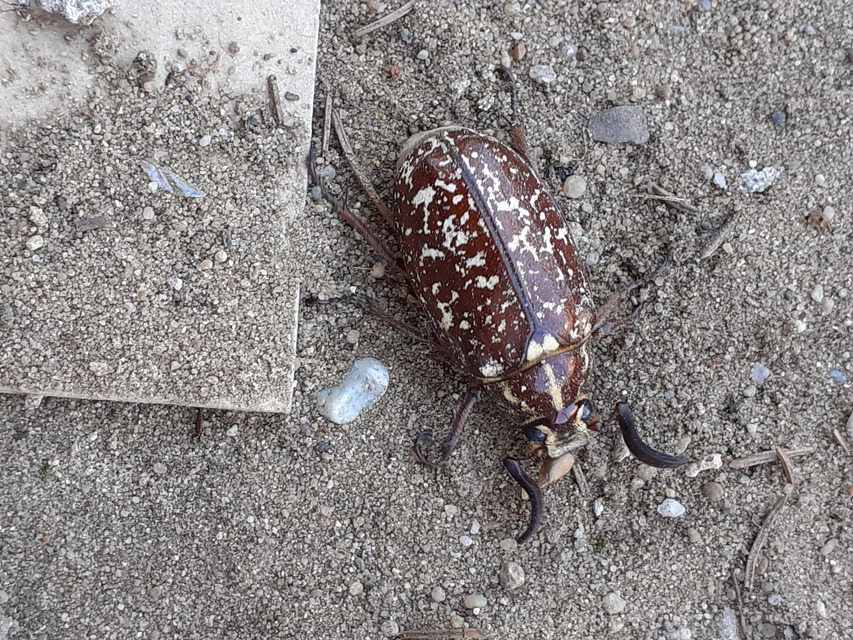 Polyphylla fullo - csapó cserebogár