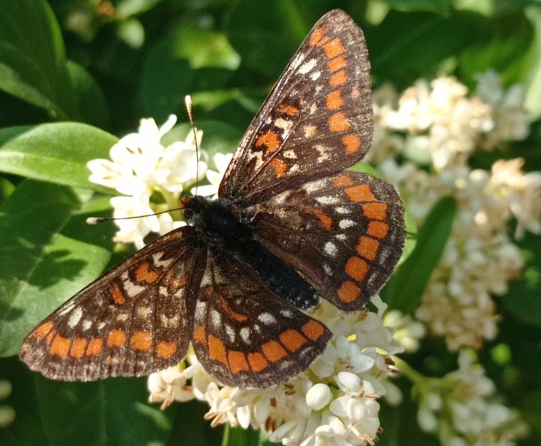 Euphydryas maturna - díszes tarkalepke