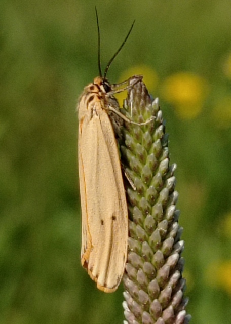 Spiris striata - csíkos molyszövő