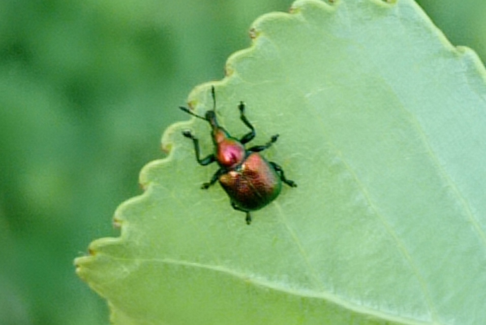 Byctiscus populi - nyárfa-levélsodró
