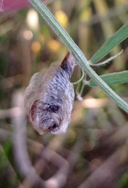 Coleophora