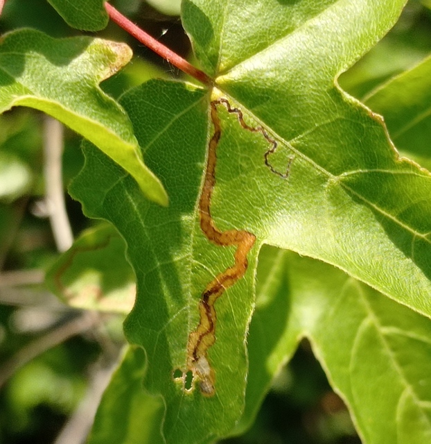 Stigmella