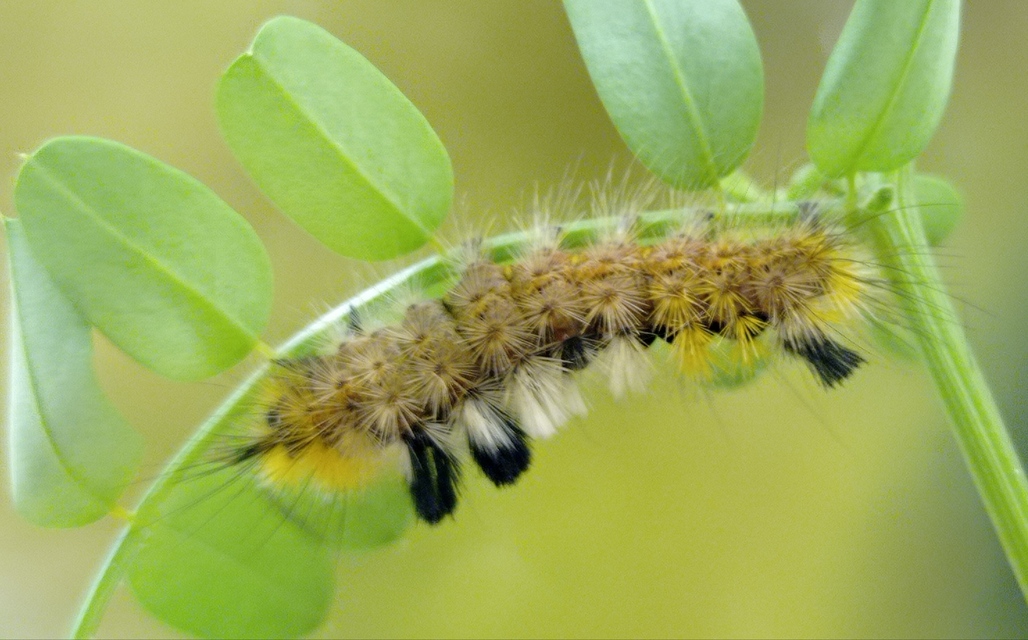 Gynaephora fascelina - vesszős szövő