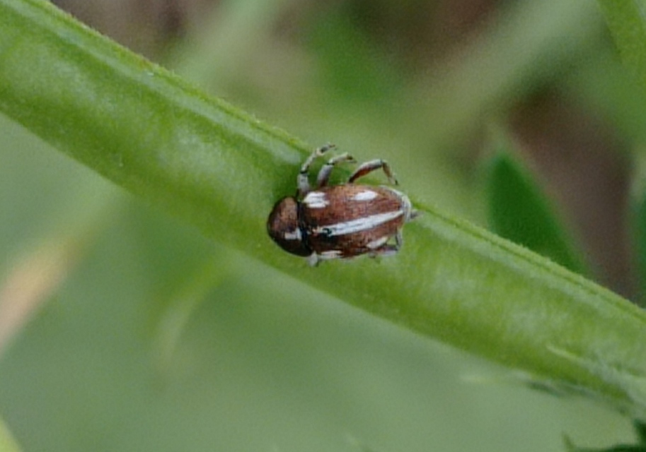 Tychius quinquepunctatus - borsó-tímárormányos