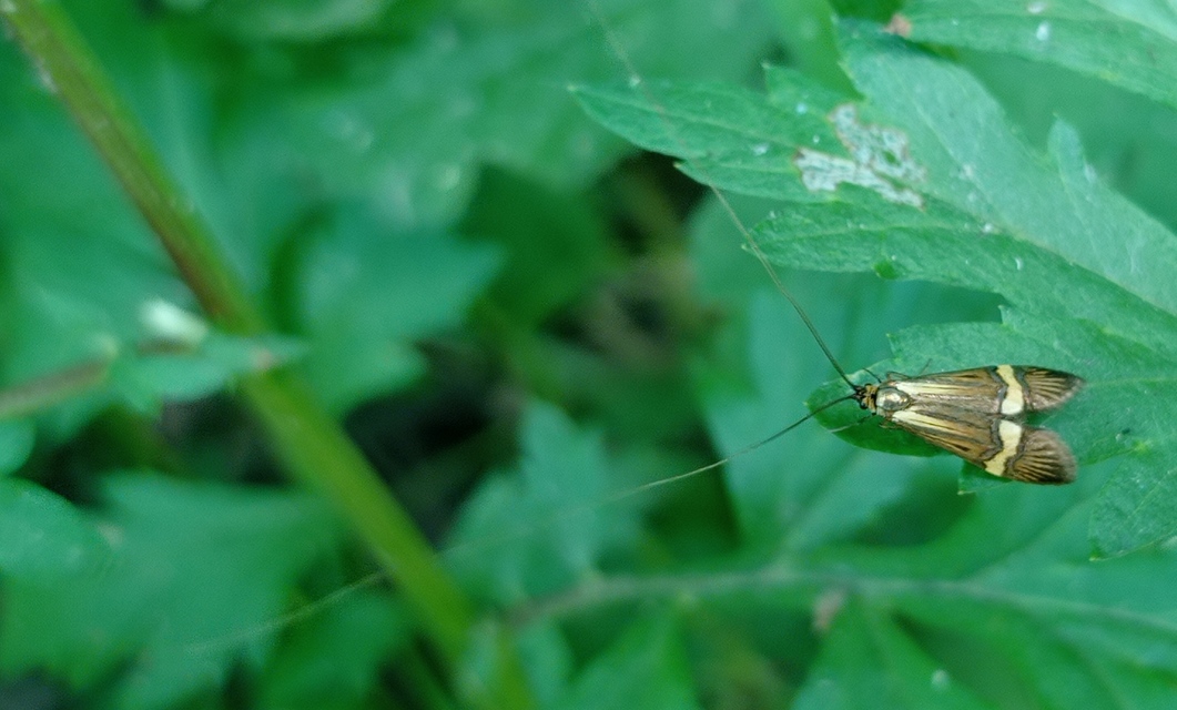 Nemophora degeerella - pompás tőrösmoly
