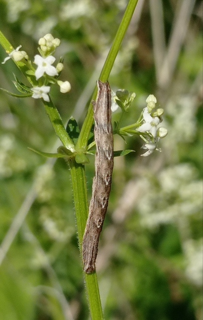 Epirrhoe rivata - ékfoltos tarkaaraszoló