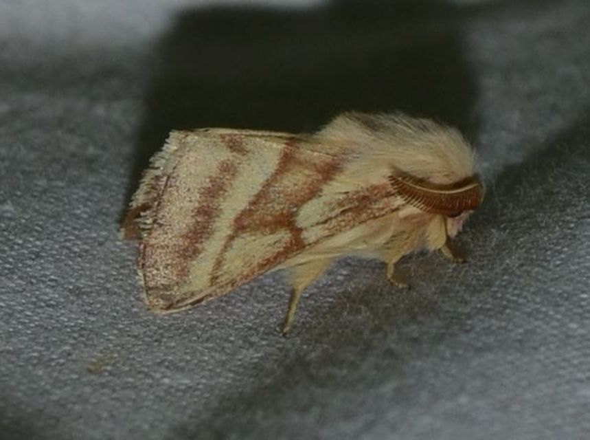 Malacosoma castrensis - kutyatejszövő