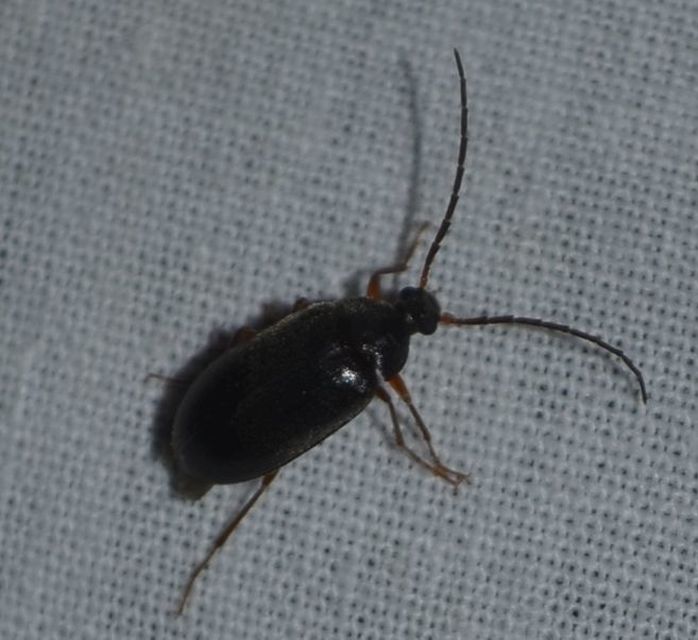 Hymenalia rufipes - rőtlábú alkonybogár