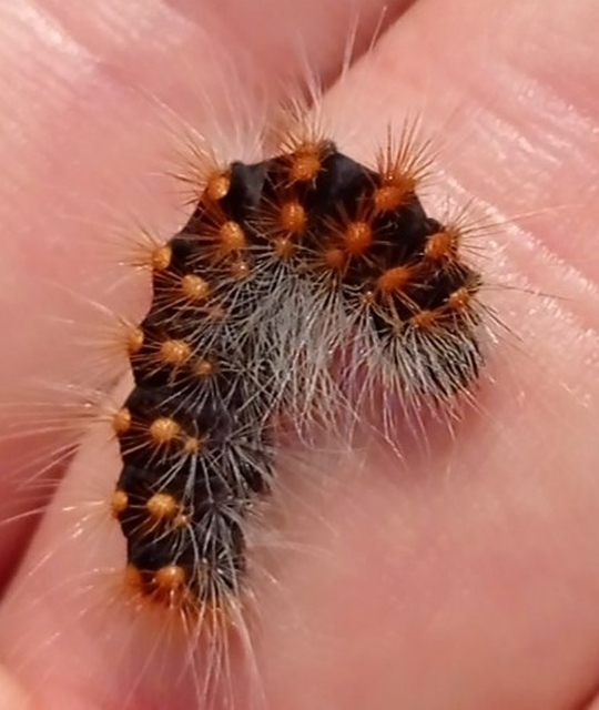 Acronicta auricoma - aranyos szigonyosbagoly